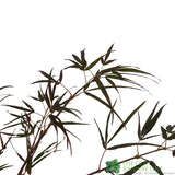 Acer palmatum 'Enkan' Japanese Maple Tree - 3Ltr PotPot