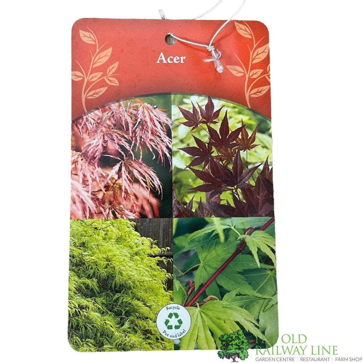 Acer palmatum 'Enkan' Japanese Maple Tree - 3Ltr PotPot