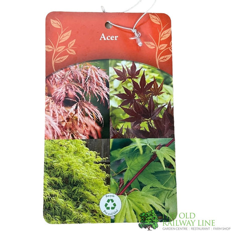 Acer palmatum 'Enkan' Japanese Maple Tree - 3Ltr PotPot