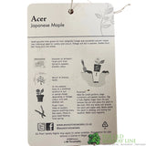 Acer palmatum 'Enkan' Japanese Maple Tree - 3Ltr PotPot