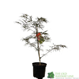 Acer palmatum 'Enkan' Japanese Maple Tree - 3Ltr PotPot