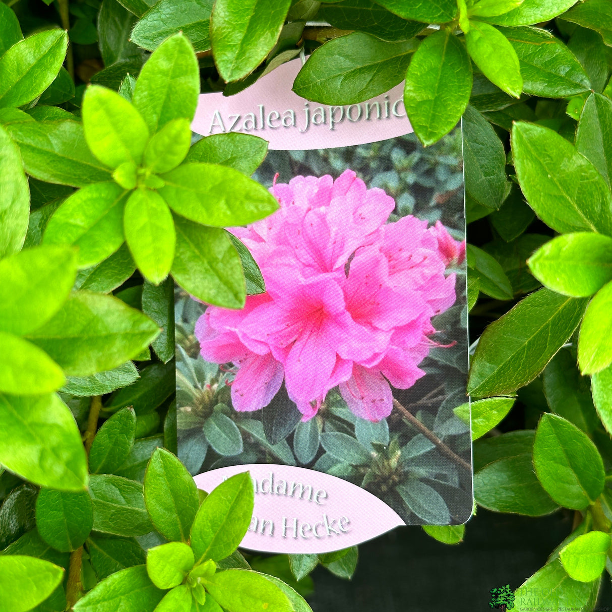 Azalea 'Madame Van Hecke' 2Ltr Pot