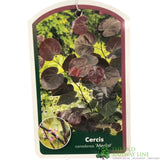 Cercis Canadensis 'Merlot' 4Ltr Pot