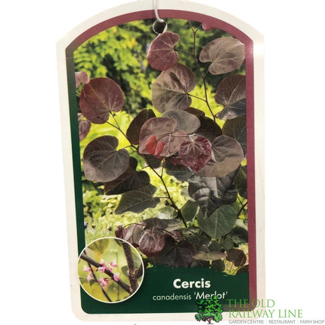 Cercis Canadensis 'Merlot' 4Ltr Pot