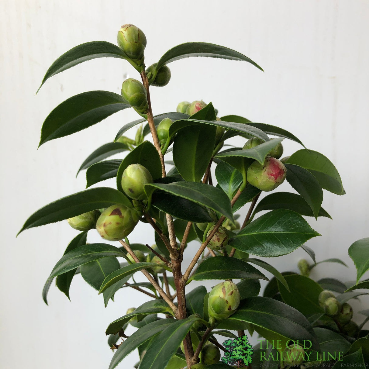 Camellia japonica 'Mrs Tingley' Plant - 10Ltr Pot