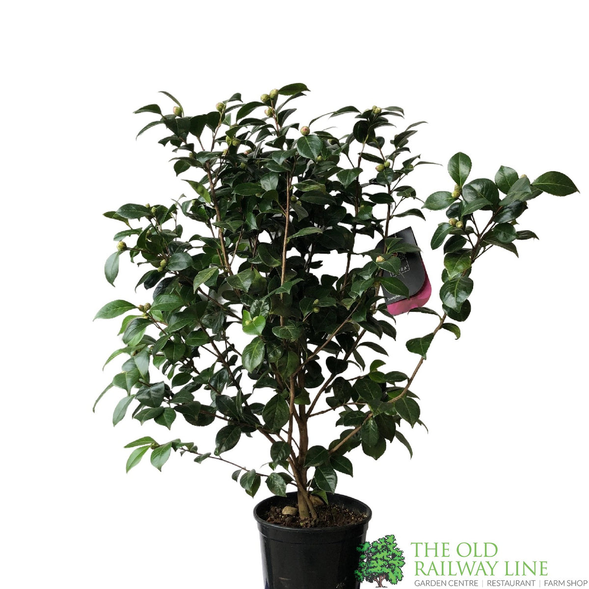 Camellia japonica 'Triumphans' Plant 10Ltr Pot – Old Railway Line ...