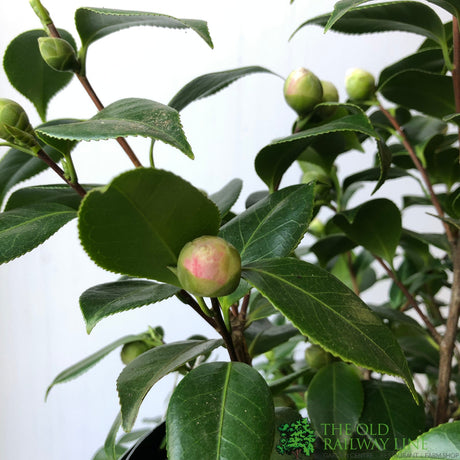 Camellia japonica 'Bonomiana' Plant - 10Ltr Pot