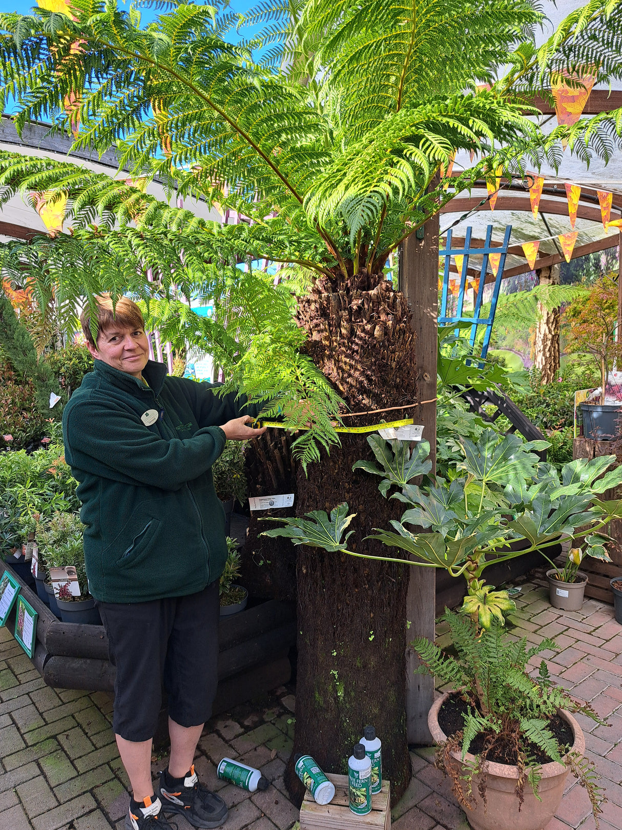 Dicksonia antarctica Soft Tree Fern 5ft Tall