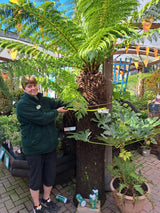Dicksonia antarctica Soft Tree Fern 5ft Tall