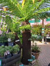 Dicksonia antarctica Soft Tree Fern 5ft Tall