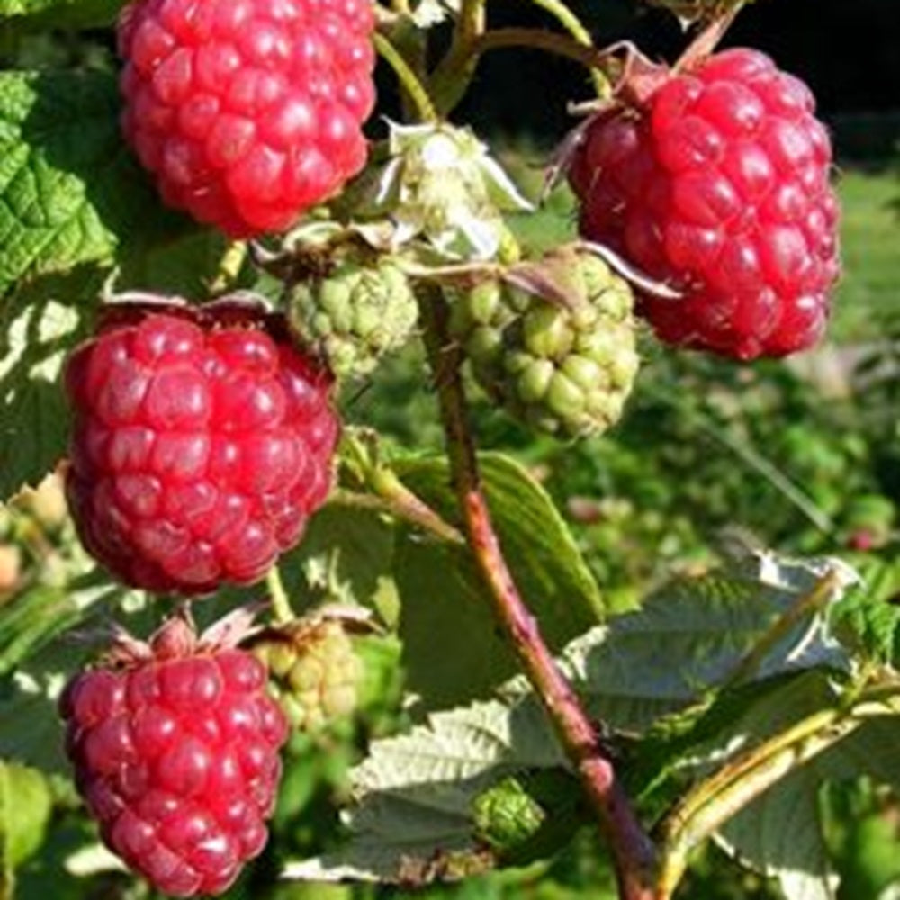 Autumn Raspberry Bush Raspberry Autumn Bliss Fruit Bush 3L Pot – Old Railway Line Garden Centre