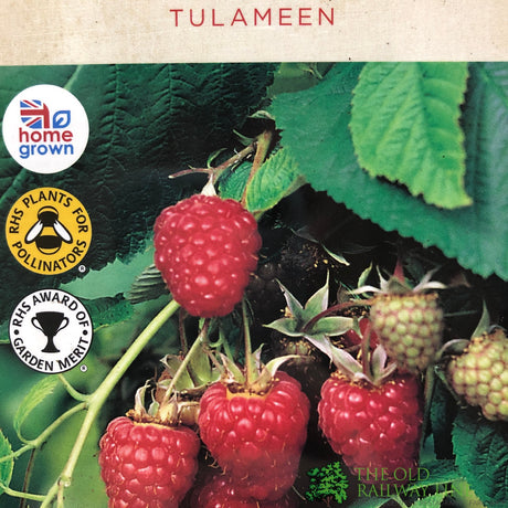 Raspberry 'Tulameen' Rubus idaeus Fruit Bush 3Ltr