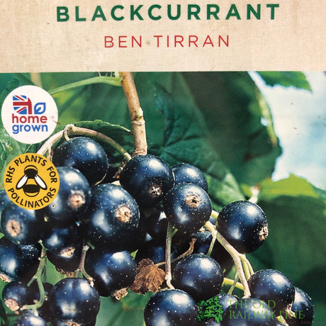 Blackcurrant 'Ben Tirran' Ribes nigrum Fruit Bush 3Ltr