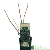 Blackcurrant 'Ben Tirran' Ribes nigrum Fruit Bush 3Ltr