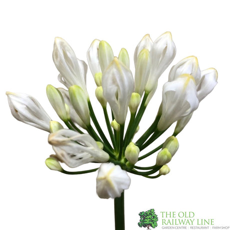 Agapanthus 'White Willy' 2Ltr Pot