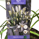 Agapanthus 'White Willy' 2Ltr Pot