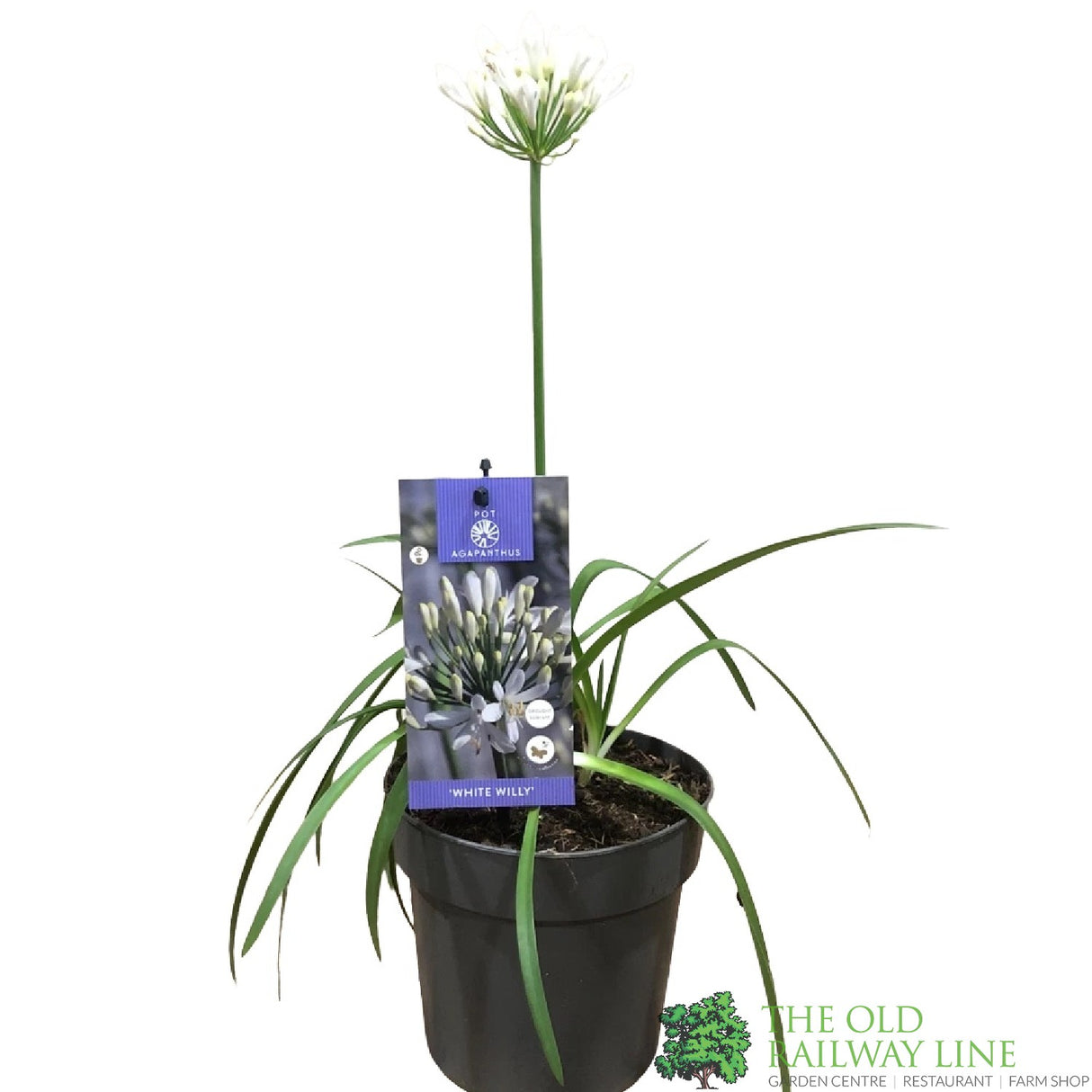 Agapanthus 'White Willy' 2Ltr Pot
