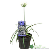 Agapanthus 'White Willy' 2Ltr Pot