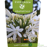 Agapanthus 'Lady Lauren' 2Ltr Pot