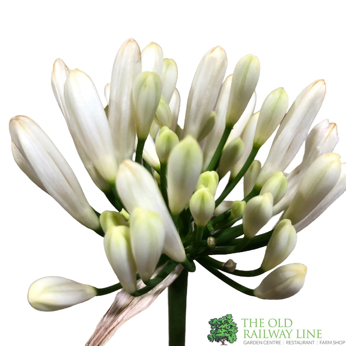 Agapanthus 'Lady Lauren' 2Ltr Pot