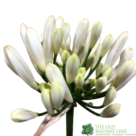 Agapanthus 'Lady Lauren' 2Ltr Pot