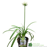 Agapanthus 'Lady Lauren' 2Ltr Pot