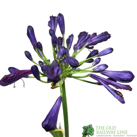 Agapanthus 'Poppin Purple' 2Ltr Pot