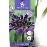 Agapanthus 'Poppin Purple' 2Ltr Pot