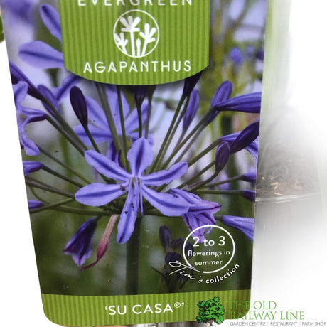 Agapanthus 'Su Casa' 2Ltr Pot