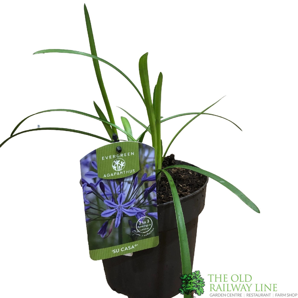 Agapanthus 'Su Casa' 2Ltr Pot