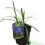 Agapanthus 'Su Casa' 2Ltr Pot