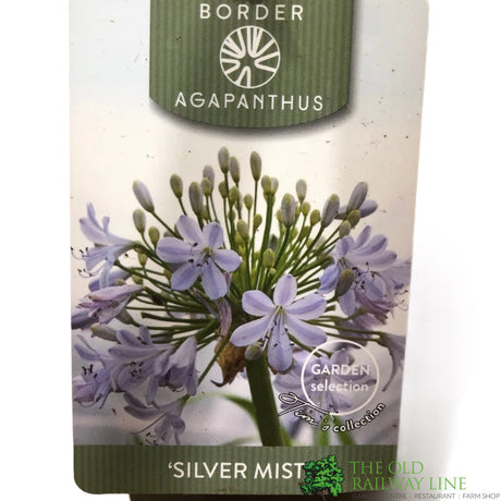 Agapanthus 'Silver Mist' 2Ltr Pot