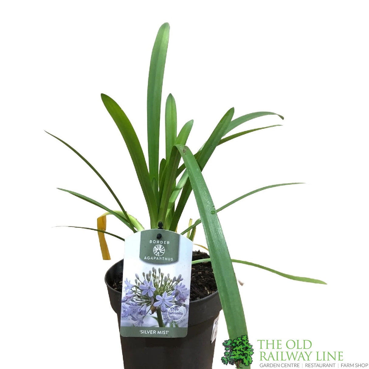 Agapanthus 'Silver Mist' 2Ltr Pot
