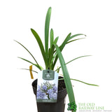 Agapanthus 'Silver Mist' 2Ltr Pot