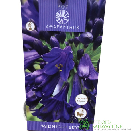 Agapanthus 'Midnight Sky' 2Ltr Pot