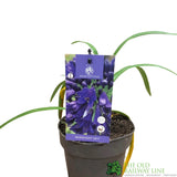 Agapanthus 'Midnight Sky' 2Ltr Pot