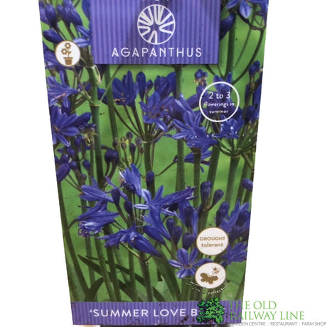 Agapanthus 'Summer Love Blue' 2Ltr Pot