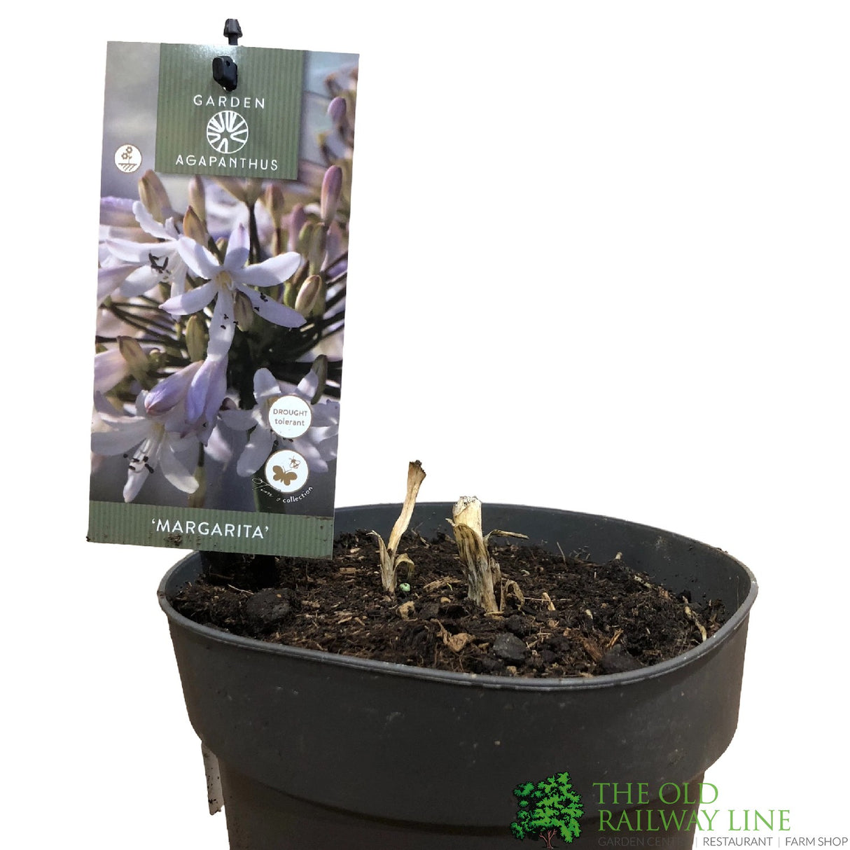 Agapanthus 'Margarita' 2Ltr Pot