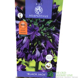 Agapanthus 'Black Jack' 2Ltr Pot