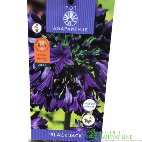 Agapanthus 'Black Jack' 2Ltr Pot