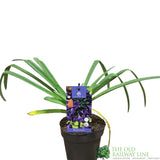 Agapanthus 'Black Jack' 2Ltr Pot