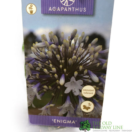 Agapanthus 'Enigma' 2Ltr Pot