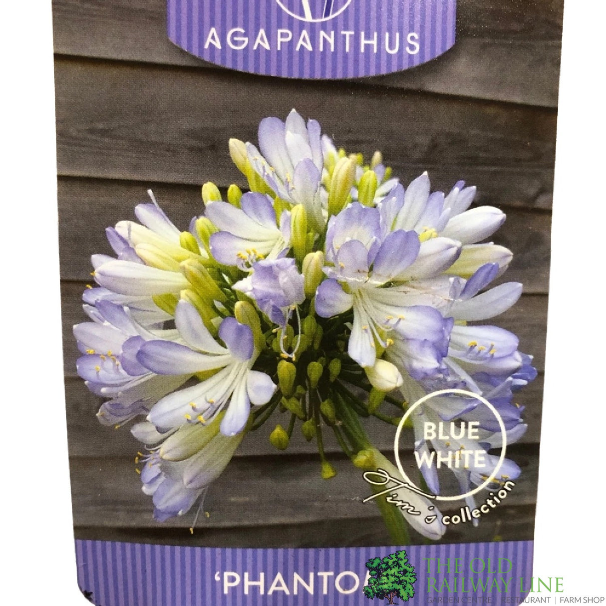 Agapanthus 'Phantom' 2Ltr Pot