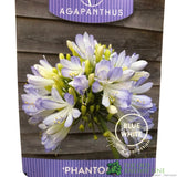 Agapanthus 'Phantom' 2Ltr Pot