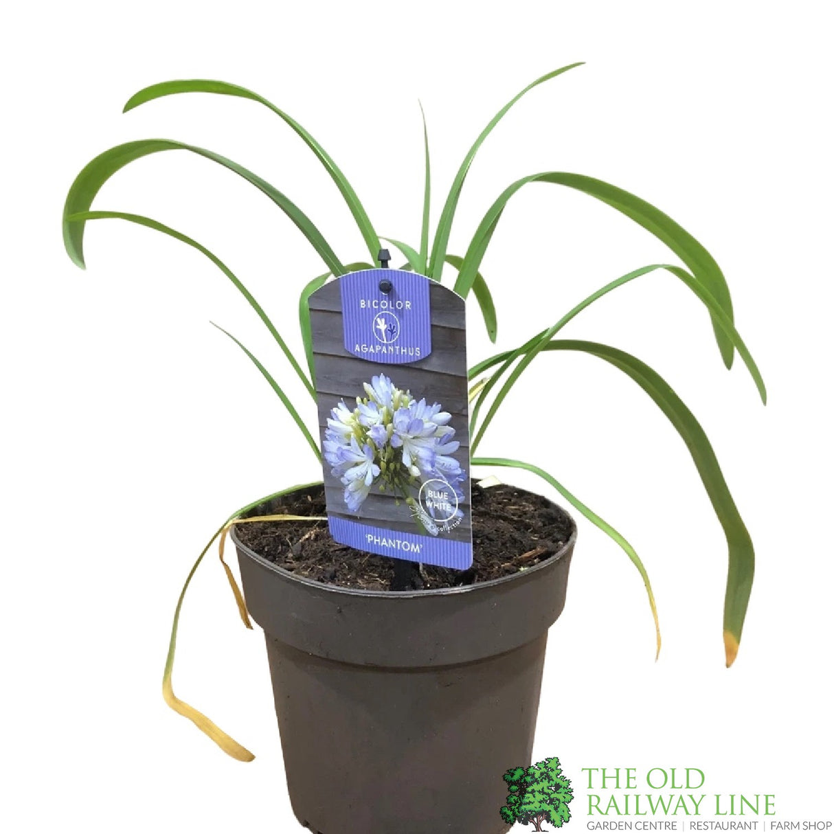 Agapanthus 'Phantom' 2Ltr Pot