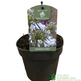 Agapanthus 'Windsor Grey' 2Ltr Pot