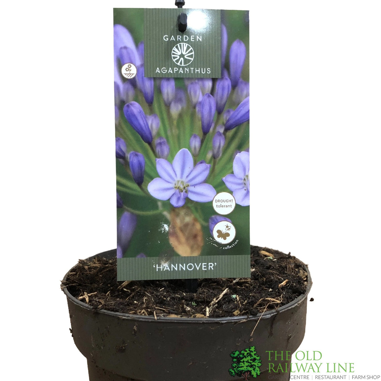 Agapanthus 'Hannover' 2Ltr Pot