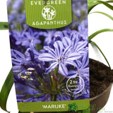 Agapanthus 'Marijke' 2Ltr Pot
