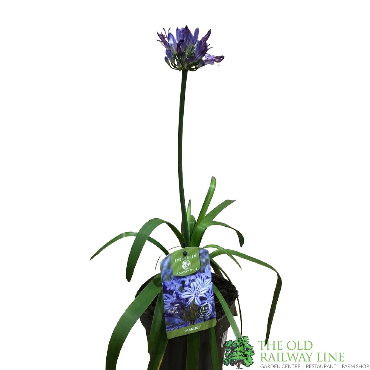 Agapanthus 'Marijke' 2Ltr Pot