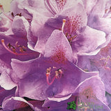 Rhododendron 'Roseum Elegans' Plant 20Ltr Pot